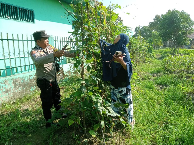 Ketahanan Pangan Nasional, AIPTU Mardazana Tinjau Lahan Kacang Panjang Merah