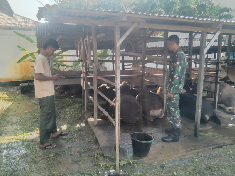 Pencegahan PMK Oleh Babinsa Koptu Erwan Terus Dilakukan