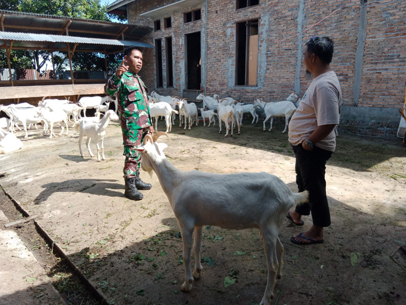 Babinsa Kelurahan Purnama Aktif Sosialisasikan Pencegahan Penyakit Mulut dan Kuku di Wilayahnya