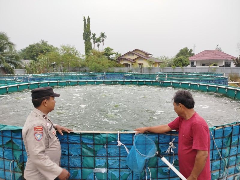 Monitoring Pekarangan Pangan Bergizi, Bhabinkamtibmas Mekar Sari Pastikan Budidaya Ikan Nila Berjalan Optimal Sebagai Bentuk Dukungan Program Ketahanan Pangan