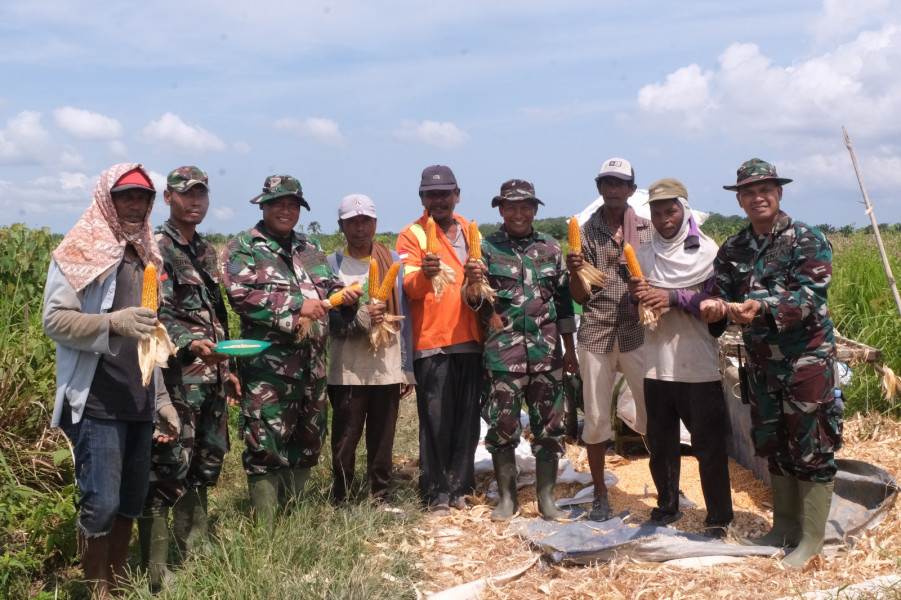 Panen Jagung Binaan Kodim 0320/Dumai Berjalan Lancar, Petani Ucapakan Terima Kasih