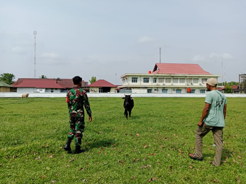 Pemantauan PMK di Kepulauan Meranti, Babinsa Pastikan Tidak Ada Gejala Penyakit