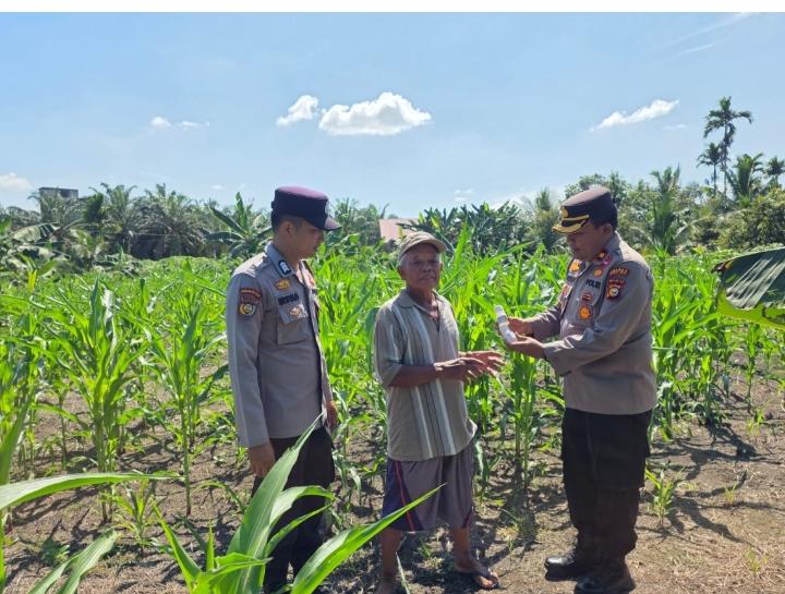 Kapolsek Ujung Batu Kompol Yusuf Purba Bantu Racun Hama Untuk Petani Jagung