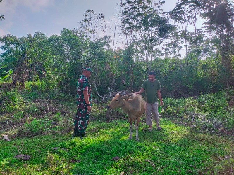 Antisipasi PMK, Babinsa Merbau Turun Langsung Cek Ternak Warga