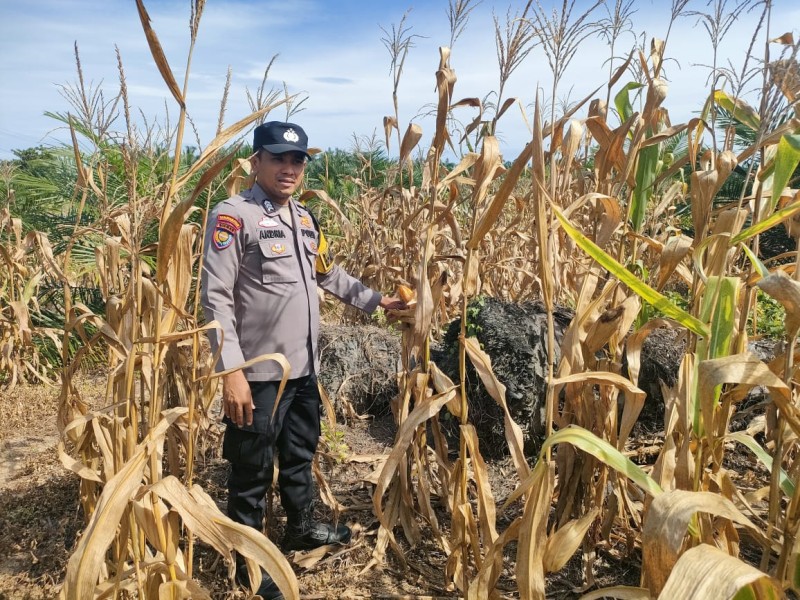 Polsek Kepenuhan Cek Langsung Tanaman Jagung Hibrida di Kepenuhan Hilir untuk Dukung Ketahanan Pangan