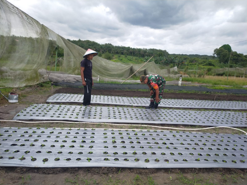 Pendampingan Babinsa dan PPL, Wujud Nyata Dukungan untuk Swasembada Pangan Dumai