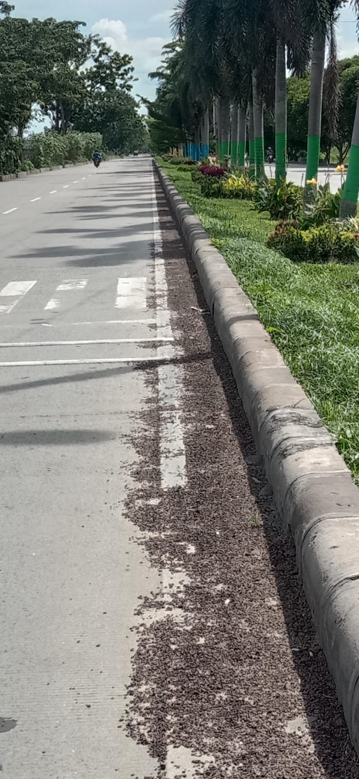 Soroti Serakan Cangkang Di Jalan-Jalan, Ketegasan Walikota Ditunggu