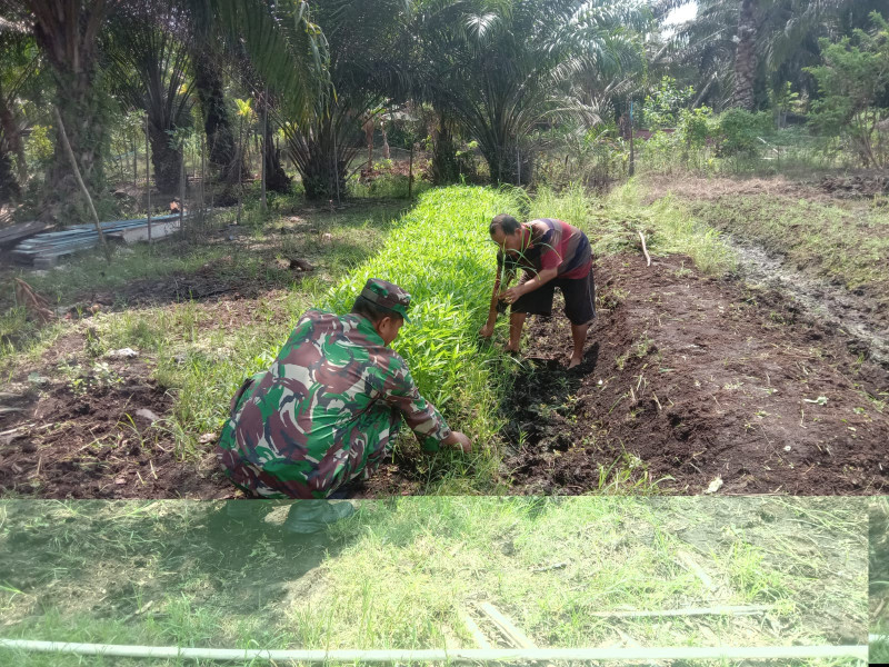 Koramil-01/Dumai Dukung Pertanian Lokal Dengan Pendampingan