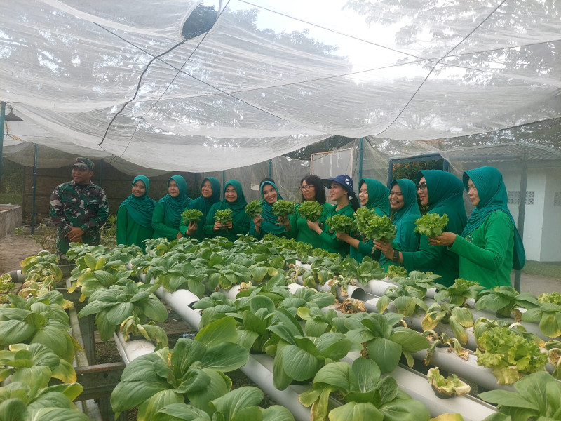 Ibu-ibu Persit KCK Cabang LXXV Dumai Panen Sayur Sawi di Makodim 0320/Dumai