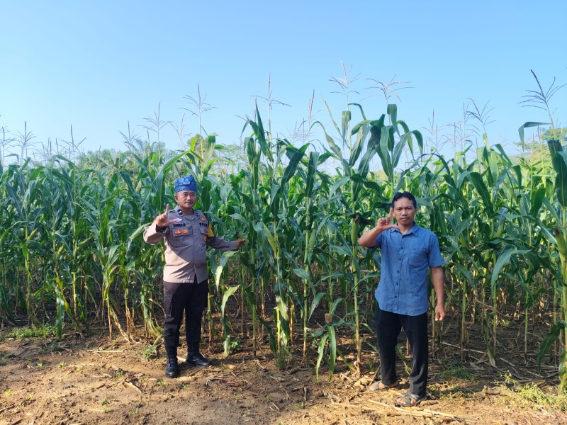 Dukung Ketahanan Pangan, Polsek Rambah Samo Kelola Langsung Lahan Jagung 2 Hektar
