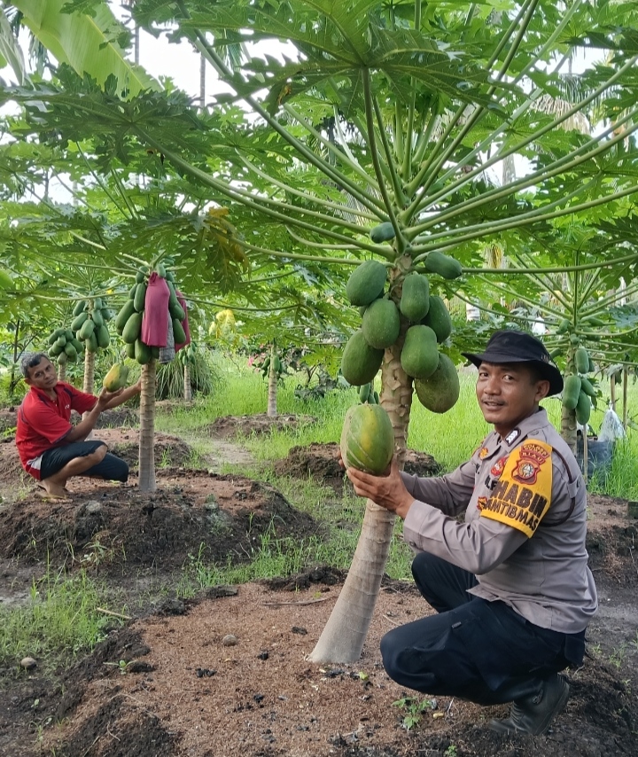 Ketahanan Pangan dari Pekarangan Rumah, Bhabinkamtibmas Ratu Sima Gencarkan Pendampingan Petani Pepaya di Dumai Selatan