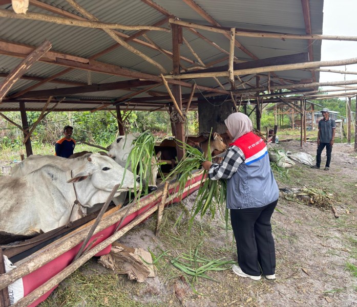 Kilang Pertamina Dumai Perkuat Ketahanan Pangan dan Pemberdayaan Petani Lokal di Dumai