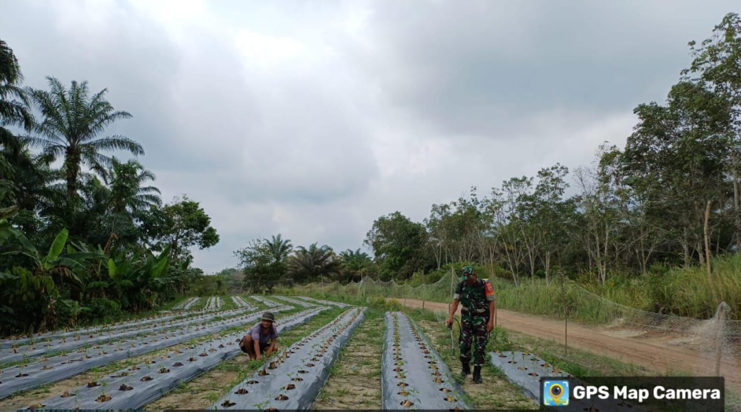 Petani Jalan Jambu Sambut Kedatangan Babinsa Serka M Aslim Lubis