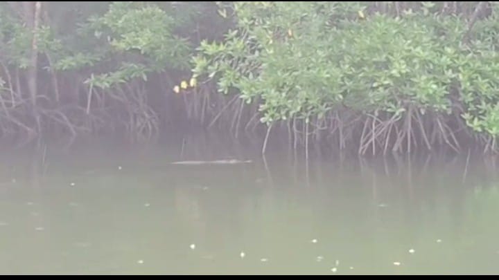 Buaya Berkeliaran Di Sungai Bako Kampung Sidomulyo Sebong Pereh