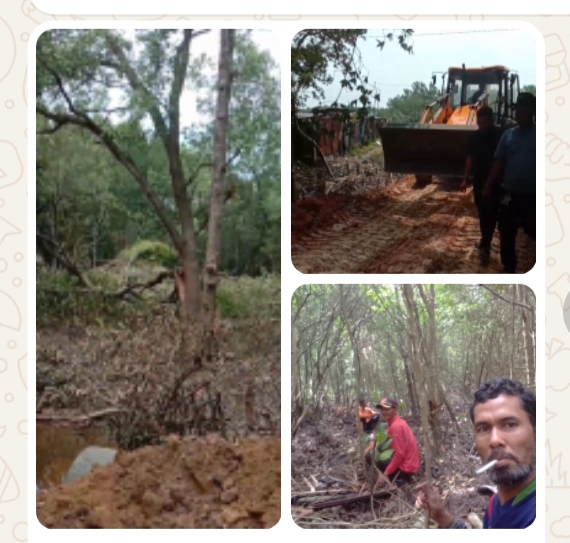Merusak Ekosistem Mangrove, Mansur : Diduga Ada Kegiatan Ilegal di Jalan Bahtera