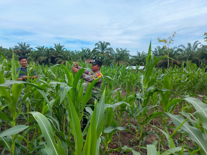 Polsek Rambah Samo Bersama Bumdes Laksanakan Pengendalian Hama Ulat Pada Tanaman Jagung