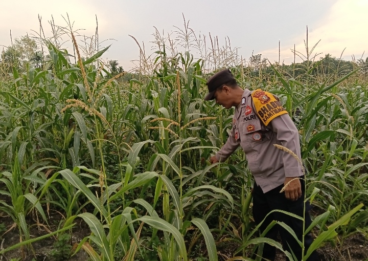Ketahanan Pangan Didukung Melalui Pengecekan Pekarangan Pangan Bergizi di Ratu Sima