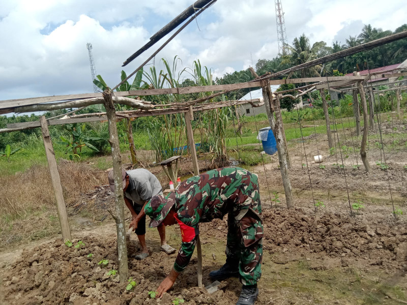Usaha Untuk Menjaga Kesediaan Tanaman Sayur Pare Dilaksanakan Oleh Serka Suandi