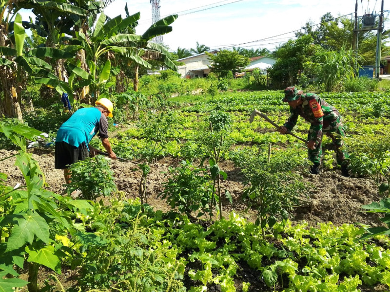 Pendampingan Babinsa Sertu Nono S. Bantu Petani Sawi di Dumai Timur Kembangkan Hasil Panen