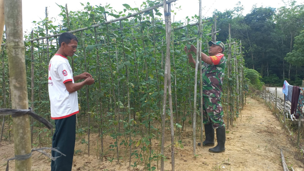 Program Swasembada Pangan, Babinsa Bukit Nenas Aktif Terjun ke Lapangan