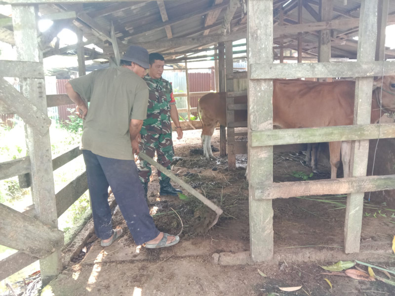 Patroli Oleh Sertu Jainal Arifin Guna Cegah PMK