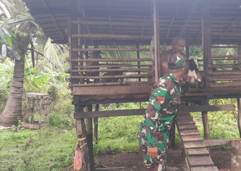 Pemantauan Intensif, Babinsa Pastikan Kesehatan Ternak di Tasik Putri Puyu Aman