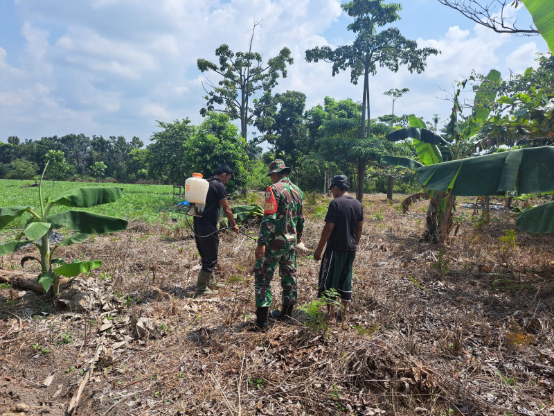 Upaya Babinsa Bukit Datuk Dalam Cegah Karhutla dan Laksanakan Penyemprotan Lahan Warga