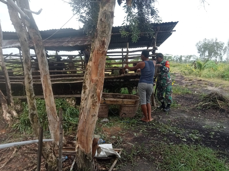 Babinsa Rimba Sekampung Dampingi Peternak Kambing dan Sosialisasikan Pencegahan PMK