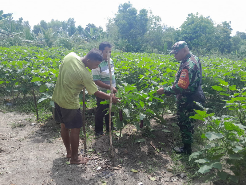 Giat Pendampingan Dalam Rangka Meningkatkan Kualitas Pertanian Daerah Oleh Serma F Purba