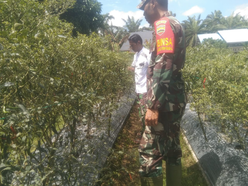 Babinsa Berperan Aktif dalam Ketahanan Pangan, Dampingi Petani Cabai Merah
