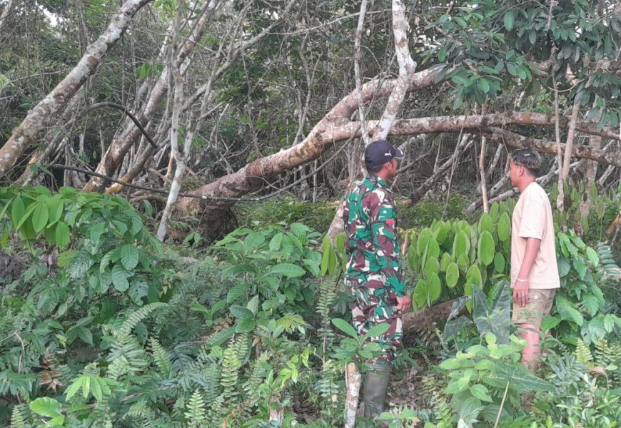 Komsos dan Patroli Babinsa Merbau Tekan Risiko Kebakaran Hutan