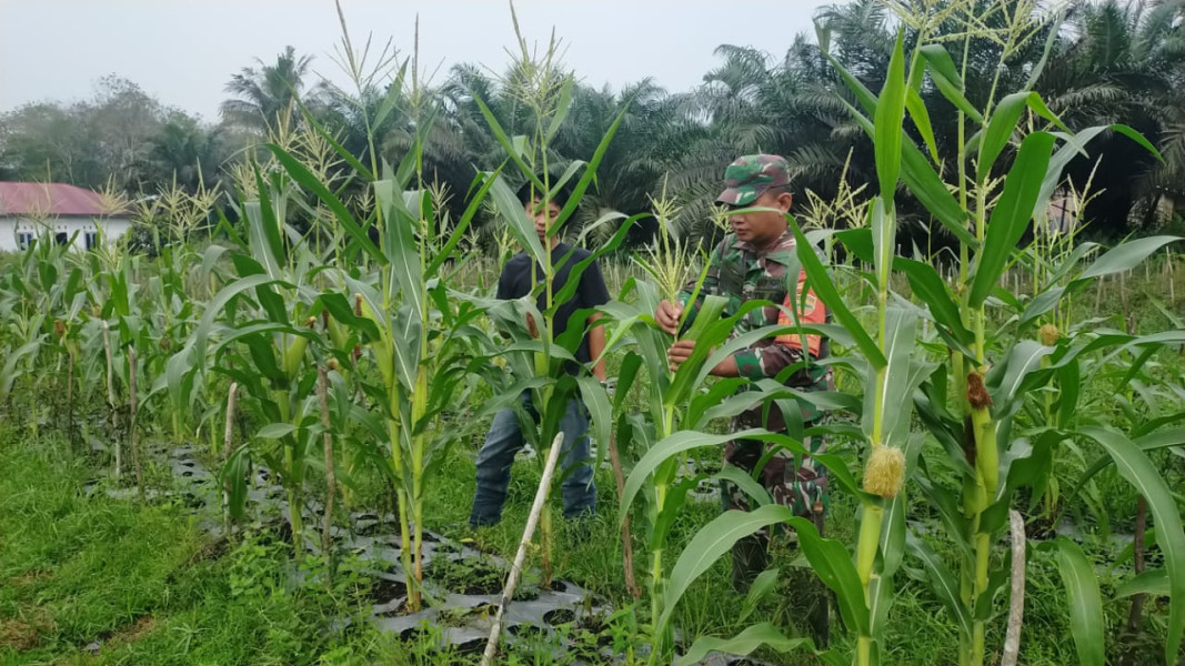 Dengan Pendampingan Karya Nyata, Sertu Jumat Desmanto Berusaha Bersama-sama Untuk Menjaga Ketahanan Pangan