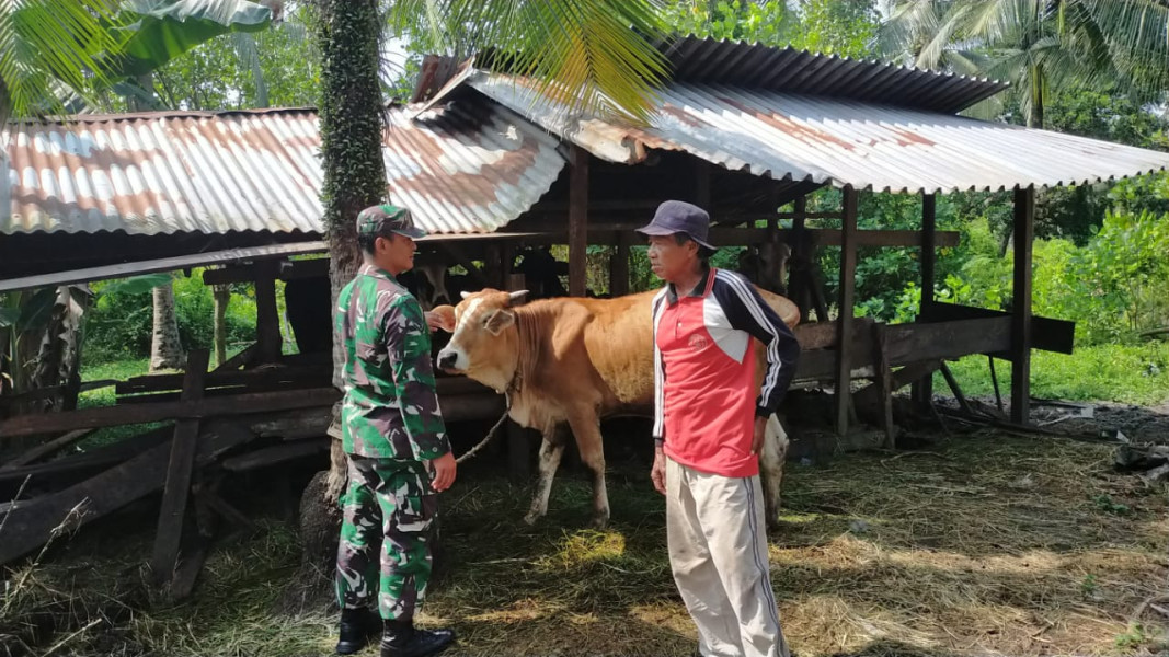 Babinsa Koramil 03 SS Terlibat Aktif dalam Pencegahan Penyakit Mulut dan Kuku pada Ternak