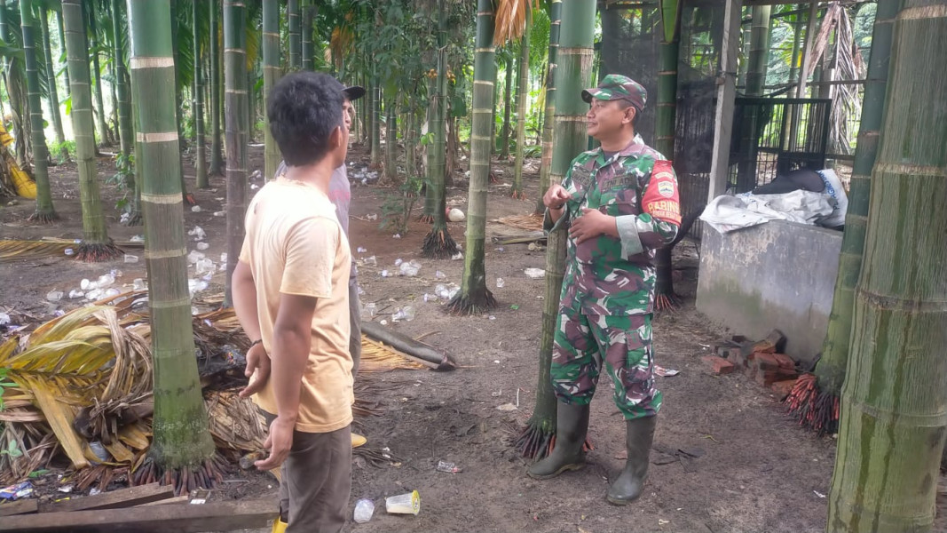 Sertu Jumat Desmanto Dampingi Petani Terong Ungu dan Melaksanakan Sosialisasi Cegah Karhutla