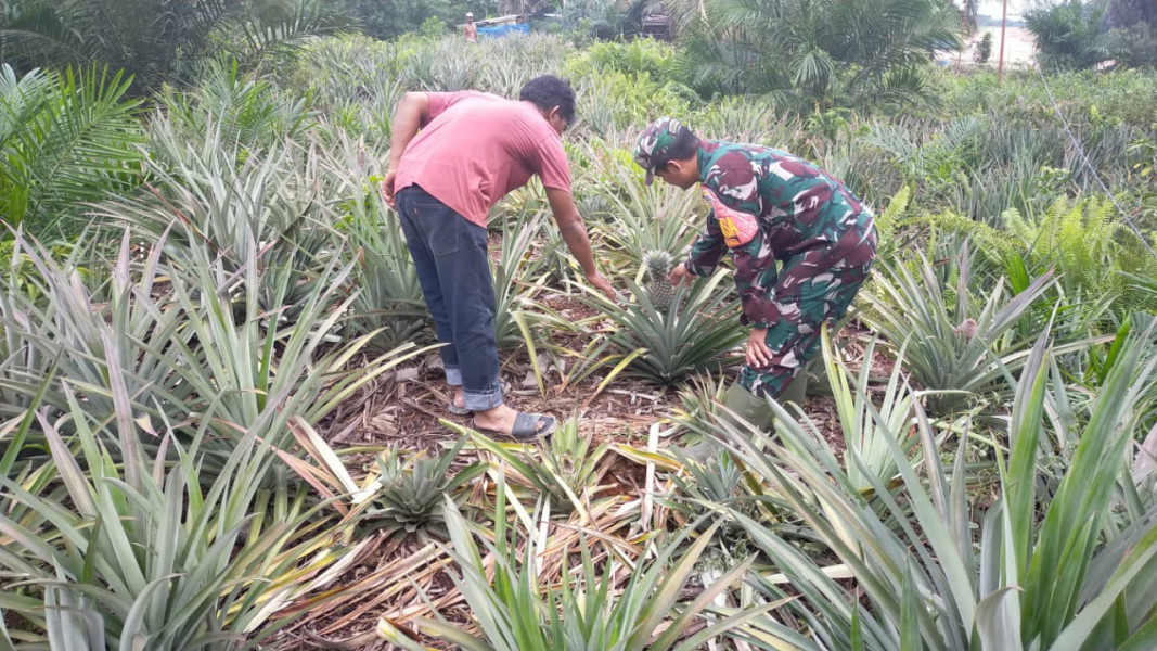 Sinergi Babinsa dan Petani Suksesnya Proyek Tanaman Nanas di RT 09 Kel Bangsal Aceh
