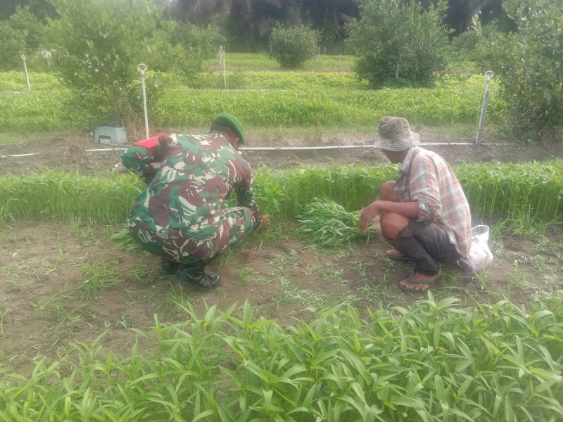 Babinsa Kelurahan Bagan Keladi Galakkan Penanaman Sayur Kangkung