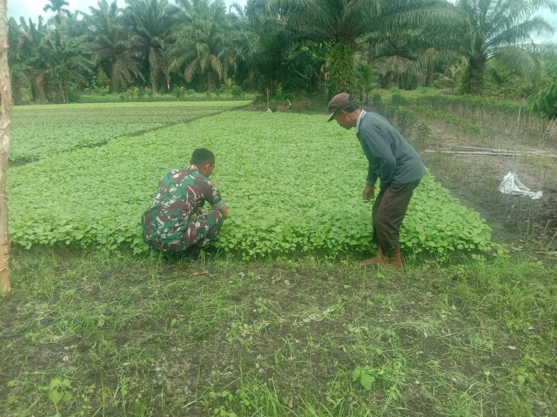 Babinsa Bagan Keladi Berikan Edukasi Terkait Tata Cara Penanaman Kemangi