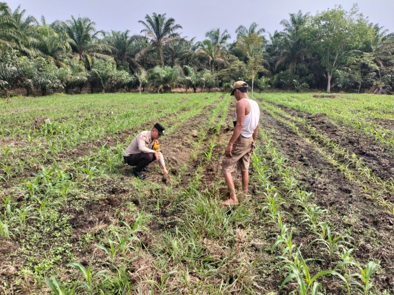 Polsek Tambusai Utara Kawal Pertumbuhan Jagung Demi Perkuat Ketahanan Pangan di Desa Mekar Jaya