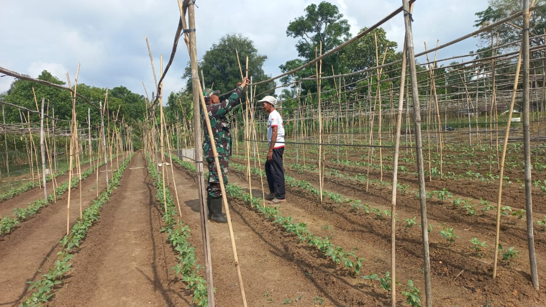 Dalam Rangka Membantu Pemerintah, Sertu Roni Sandra Berikan Tips Penanaman Kacang Panjang