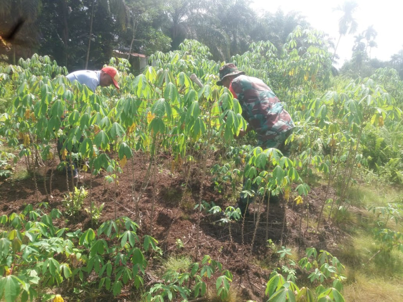 Petani Ubi Singkong Dapatkan Pembekalan Dari Sertu Nono
