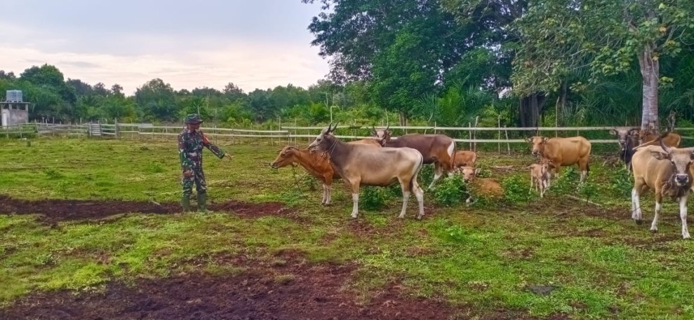 Antisipasi PMK, Koramil Merbau Gencarkan Pemantauan Ternak Warga