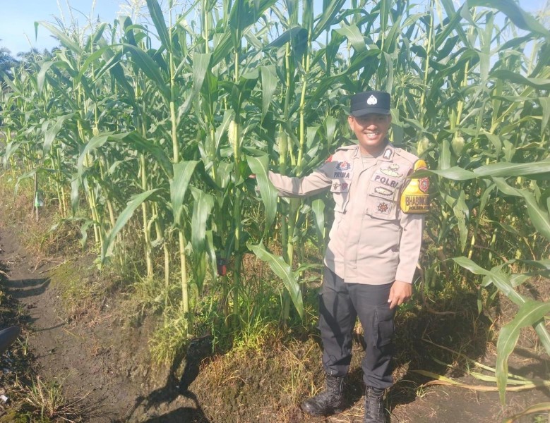Dukung Ketahanan Pangan Nasional, Polsek Kepenuhan intens pantau  Pertumbuhan Jagung Pipil
