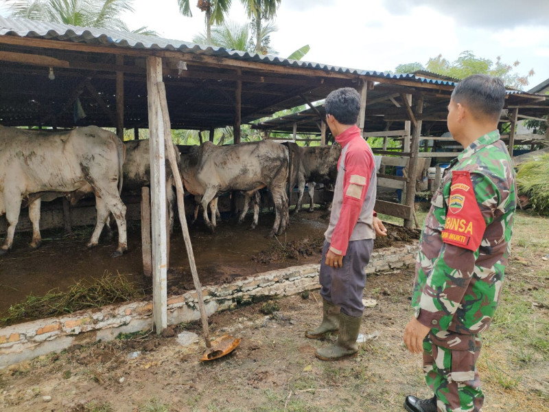 Pentingnya Kebersihan Kandang, Pesan Sertu Sutarno Pada Peternak Jaya Mukti