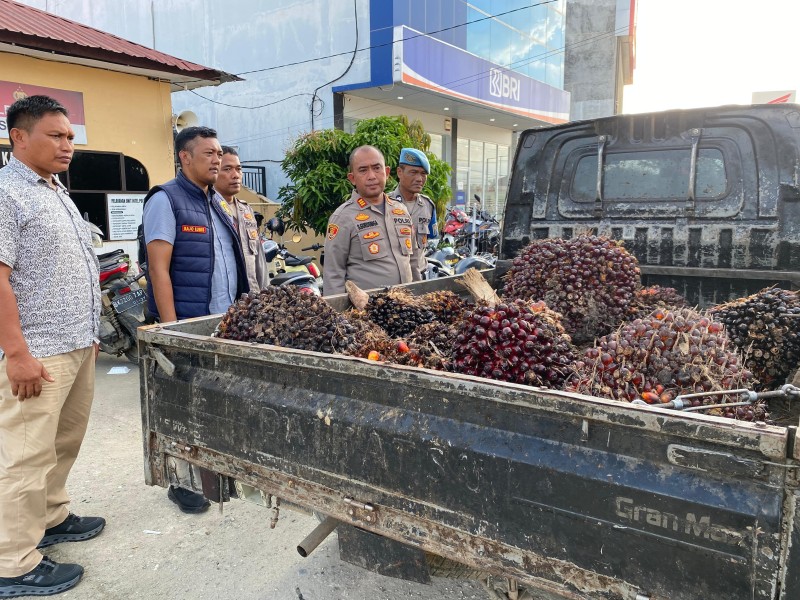 Resahkan Warga Bakaran Batu, Tiga Pencuri Sawit Diciduk Polsek Torgamba Saat Angkut Hasil Curian