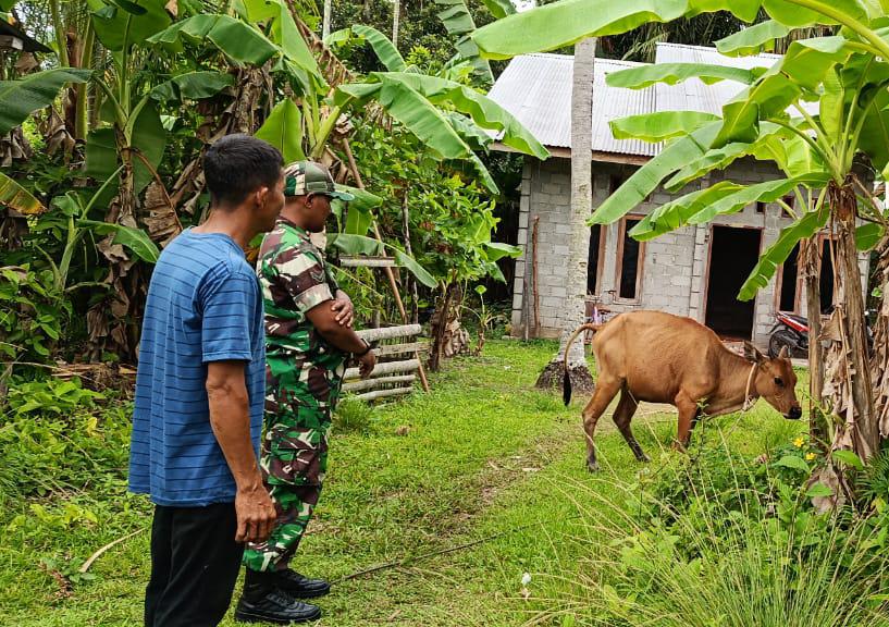 Cek Langsung Dua Sapi Warga, Babinsa Pastikan Ternak Bebas PMK