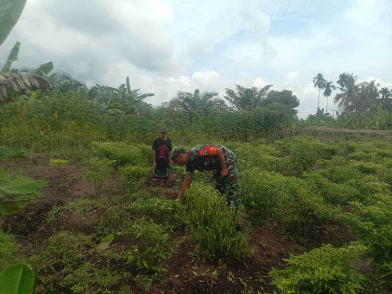 Babinsa Kelurahan Mundam Sertu Ramli Lakukan Pendampingan Karya Nyata di Lahan Pertanian Warga