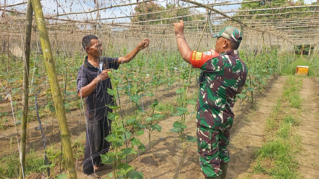 Babinsa Bukit Nenas Dampingi Petani Timun untuk Swasembada Pangan