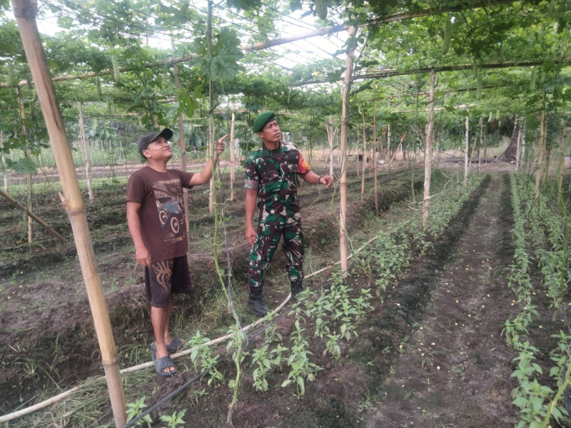 Pemberian Bimbingan Teknis Pertanian Oleh Sertu Sugianto