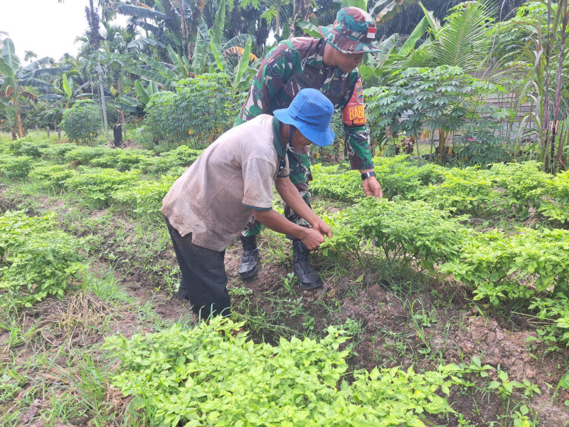 Petani Cabe Ini Senang Didatangi Babinsa Koramil 01