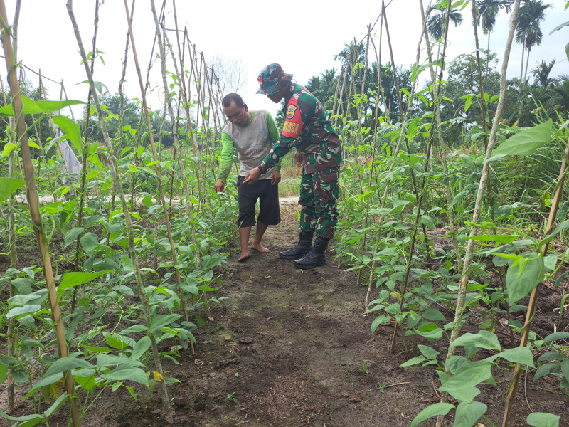Di Kecamatan Dumai Selatan, Serda Andri Widodo Laksanakan Pendampingan Kepada Petani Kacang Panjang